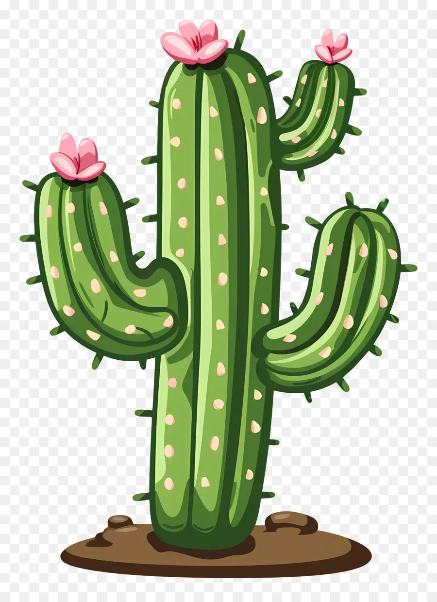 Cactus Vert，Cactus PNG