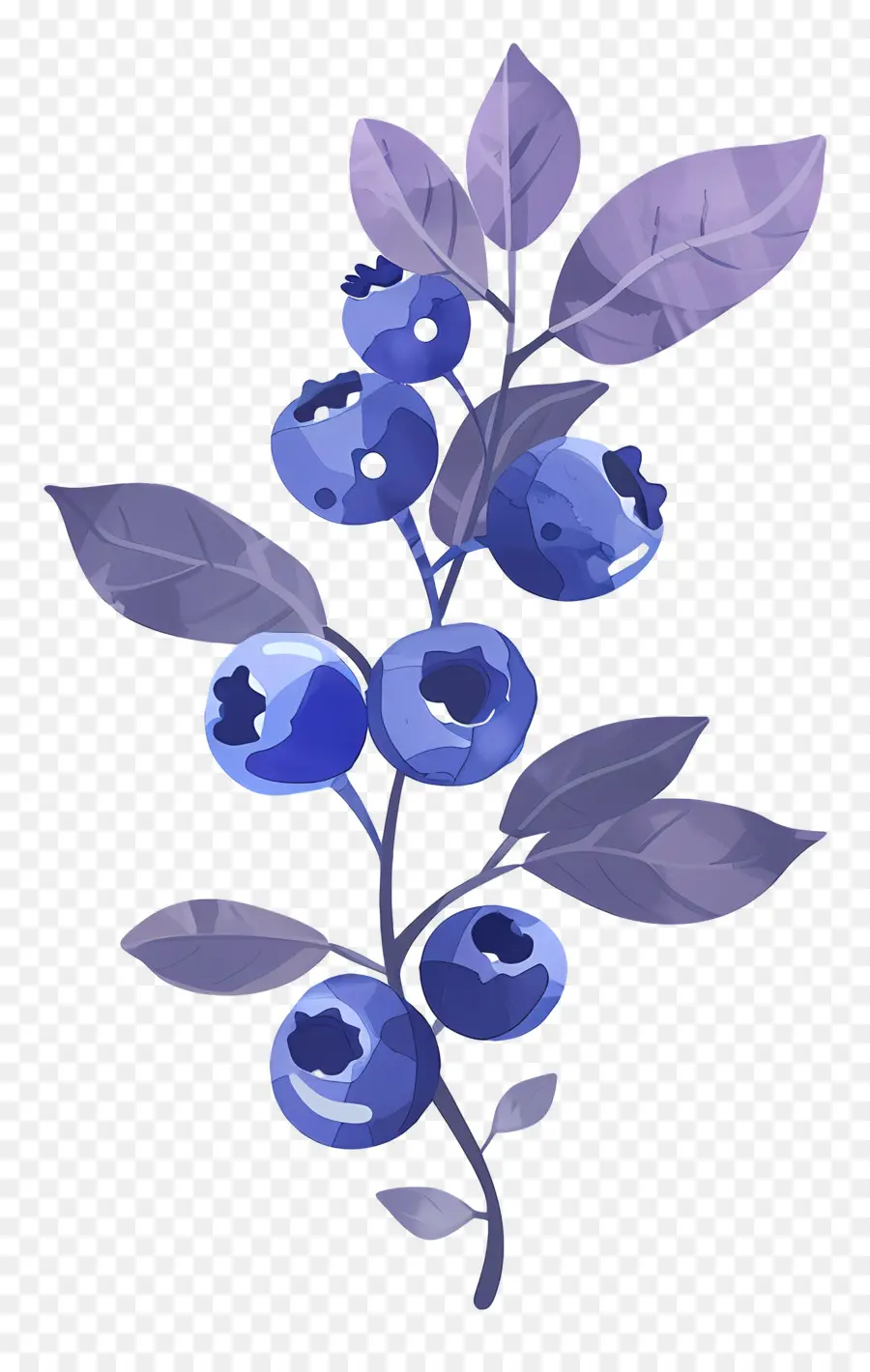 Bleuets Aquarelle，Bleuets PNG