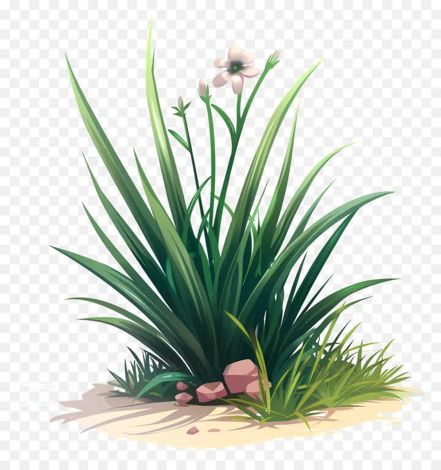 Fleur D'herbe，Herbe PNG