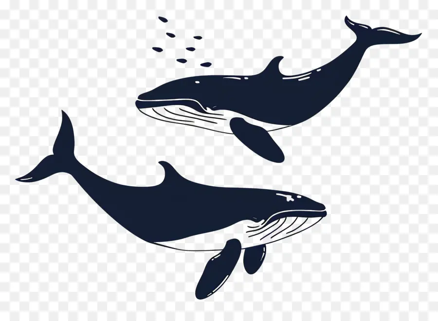 Jolie Baleine，Baleines Bleu Foncé PNG