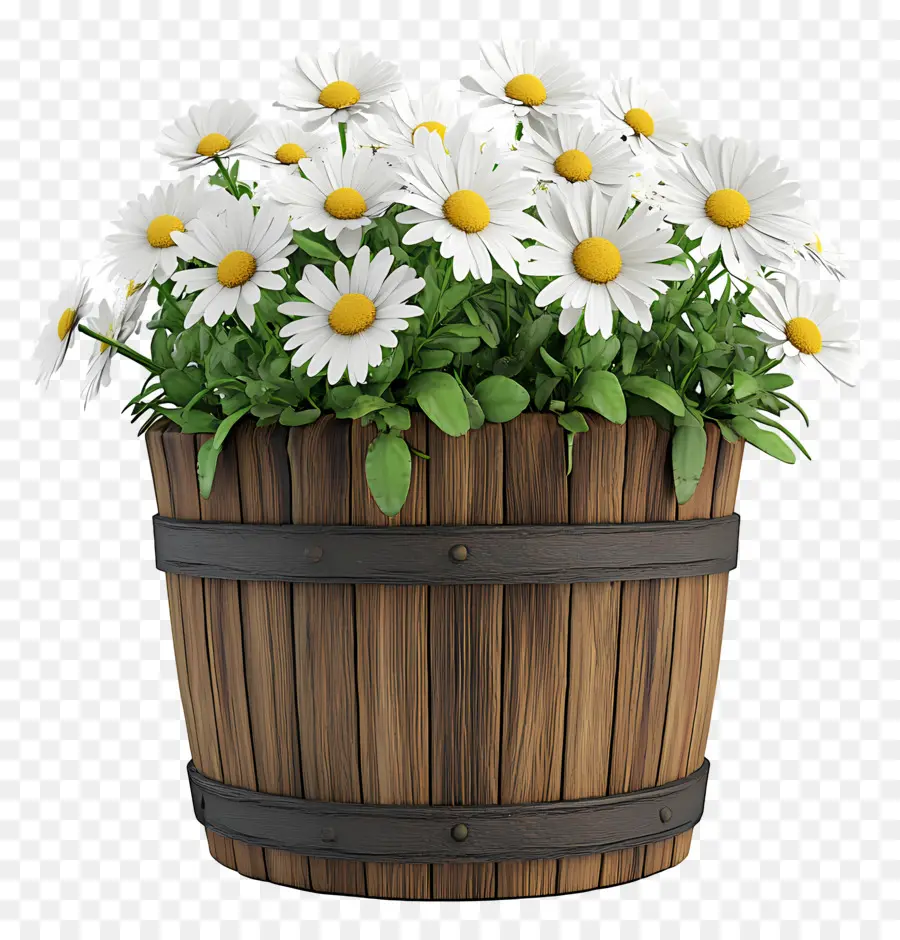 Marguerites，Marguerites Blanches Dans Un Tonneau En Bois PNG