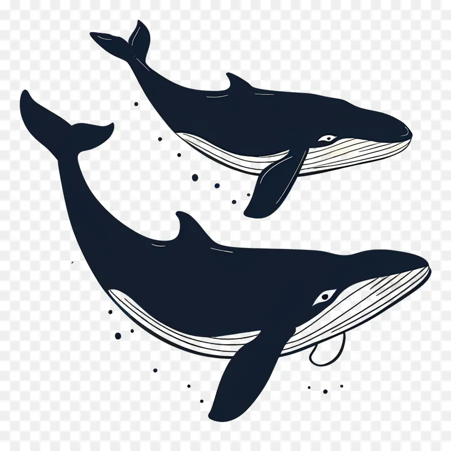 Jolie Baleine，Baleines Bleu Foncé PNG