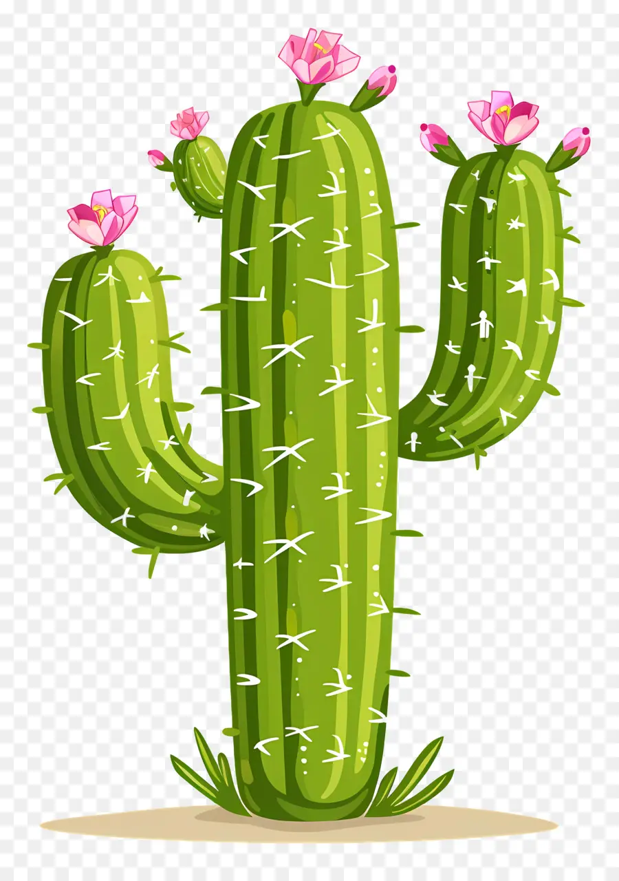 Cactus Vert，Cactus PNG