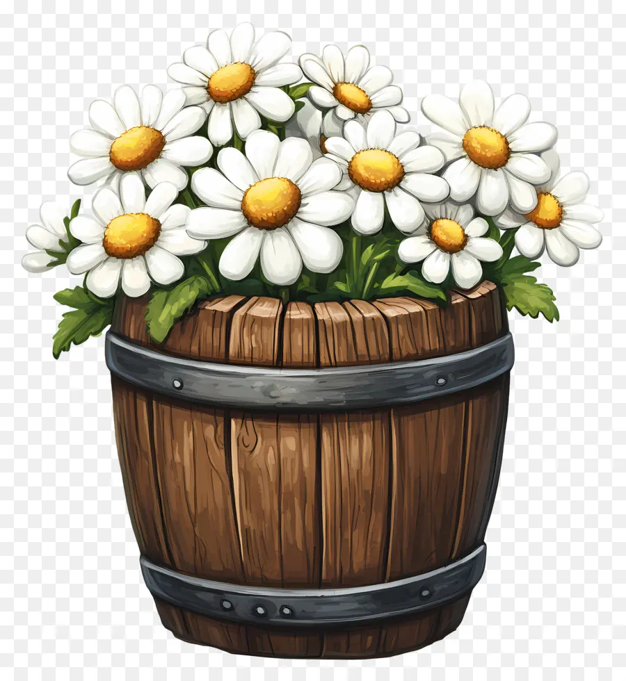 Marguerites，Marguerites Blanches Dans Un Tonneau En Bois PNG