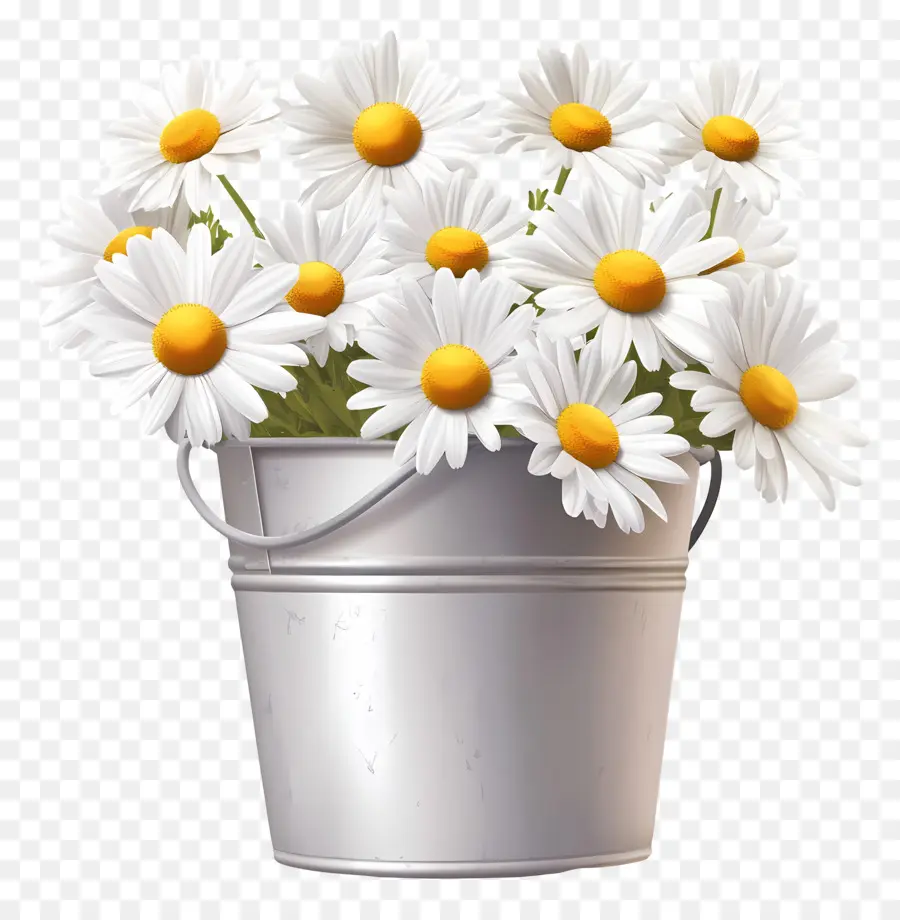 Marguerites，Marguerites Blanches Dans Un Seau Bleu PNG