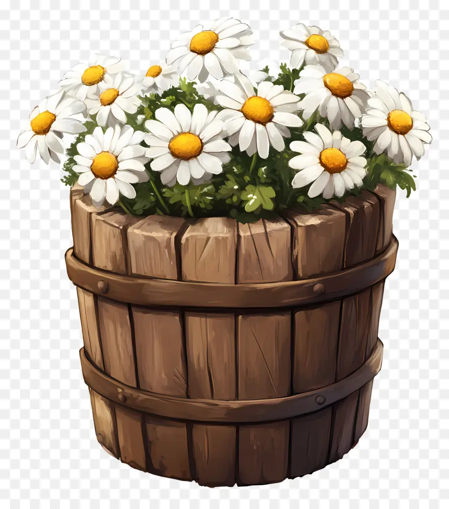 Marguerites，Marguerites Blanches Dans Un Tonneau En Bois PNG