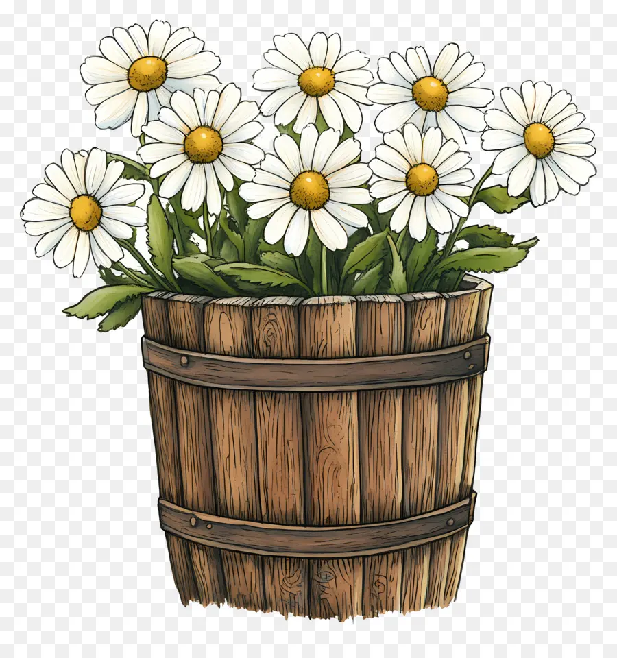 Marguerites，Marguerites Blanches Dans Un Tonneau En Bois PNG