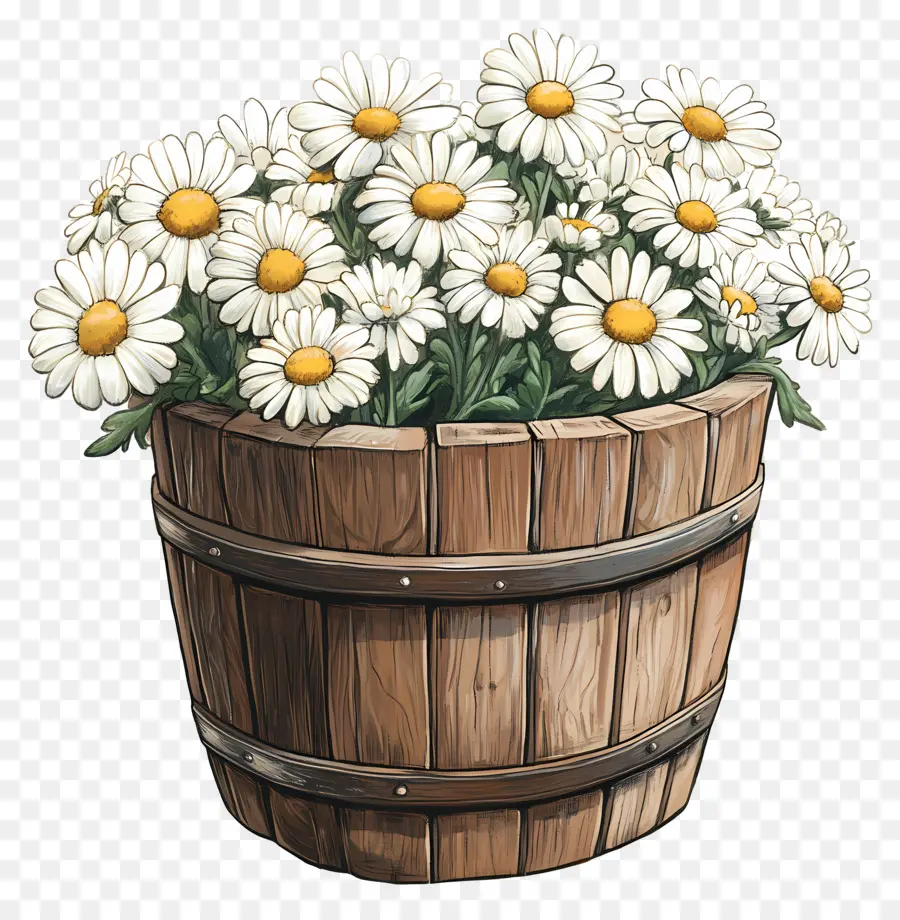 Marguerites，Marguerites Blanches Dans Un Tonneau En Bois PNG