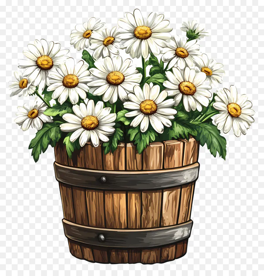 Marguerite，Marguerites Blanches Dans Un Tonneau En Bois PNG