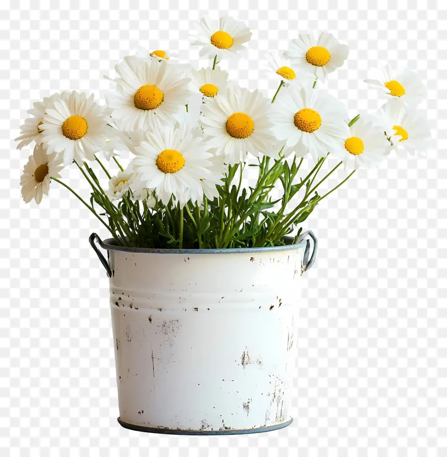 Marguerites，Marguerites Blanches En Pot Bleu PNG