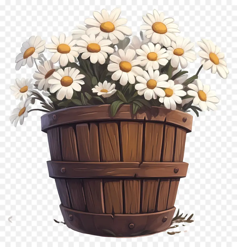 Marguerites，Marguerites Blanches Dans Un Tonneau En Bois PNG