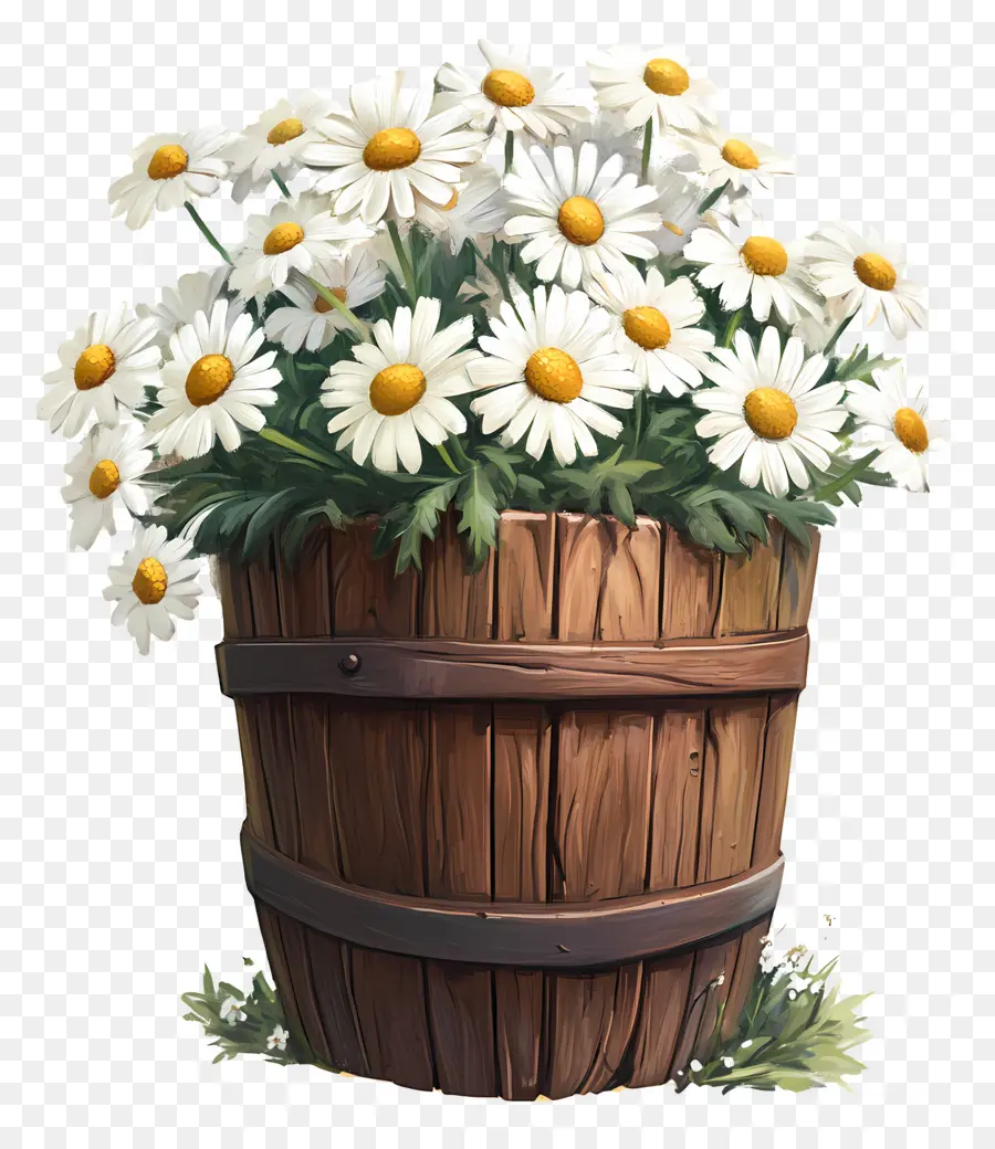 Marguerites，Marguerites Blanches Dans Un Tonneau En Bois PNG