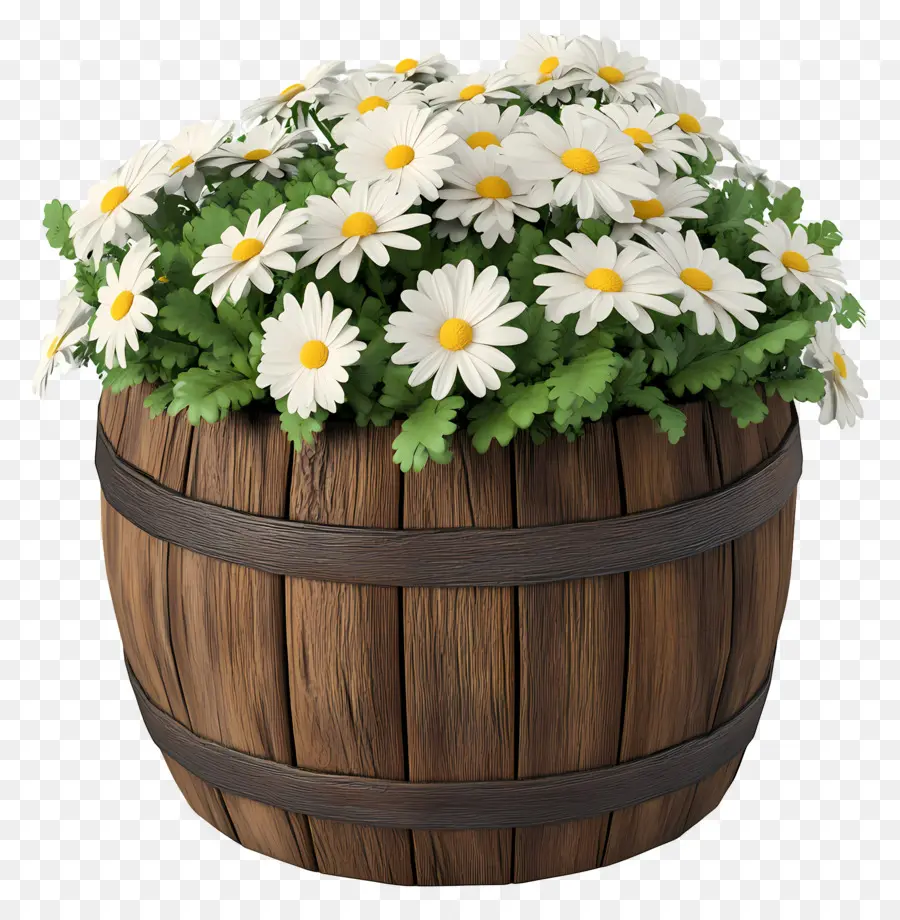 Marguerites，Marguerites Blanches Dans Un Tonneau En Bois PNG