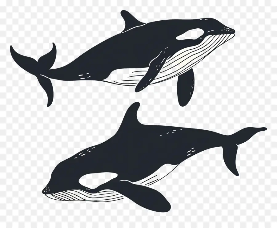 Jolie Baleine，Baleines Bleu Foncé PNG