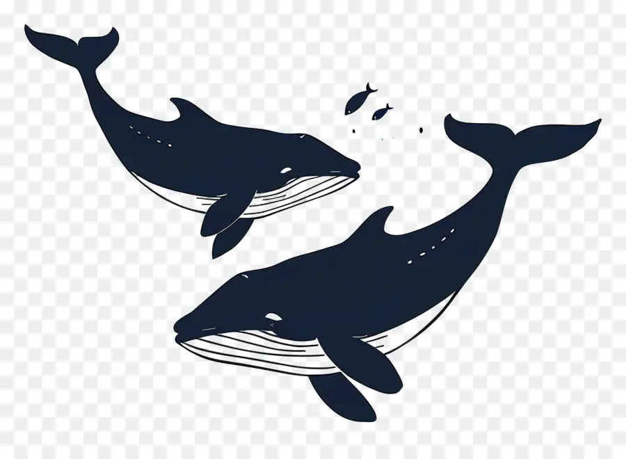 Jolie Baleine，Baleines PNG