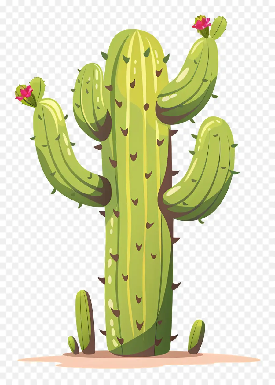 Cactus Vert，Cactus Avec Des Fleurs PNG