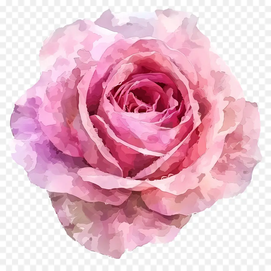 Aquarelle Rose，Fleur Rose PNG