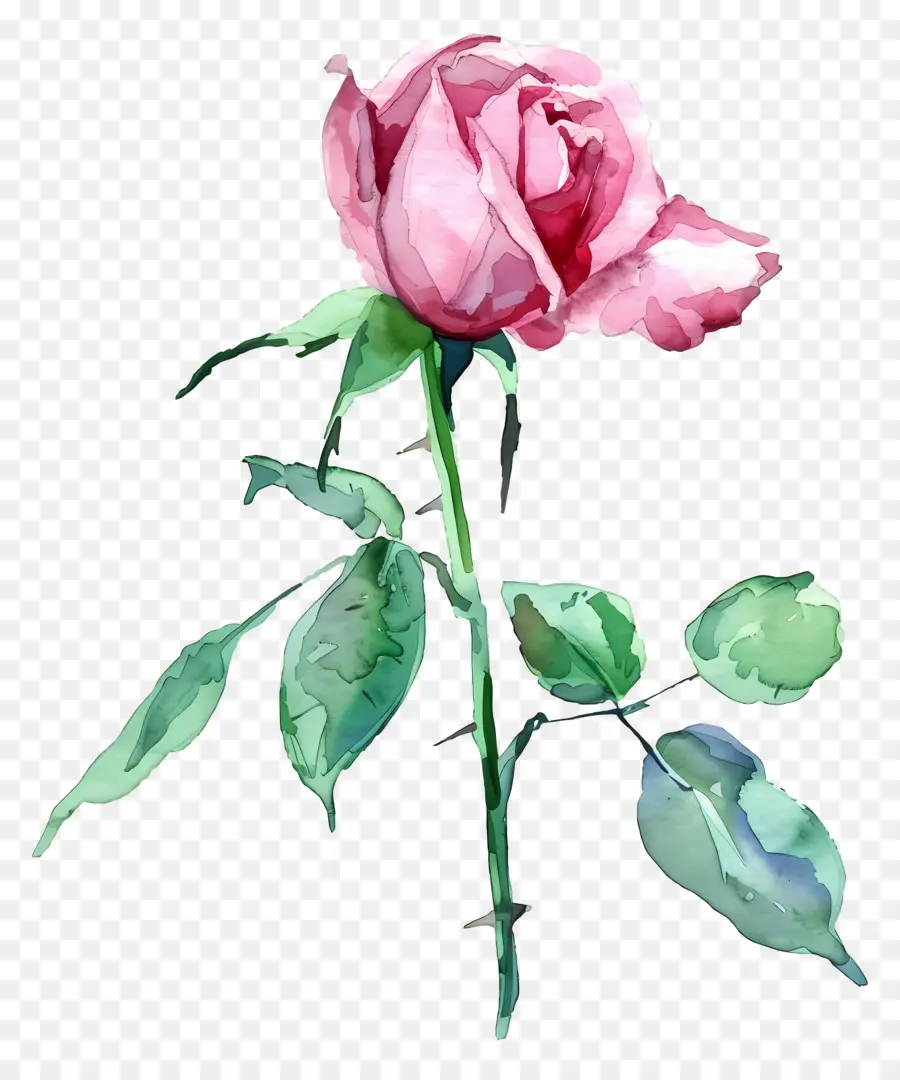 Aquarelle Rose，Rose Rouge PNG