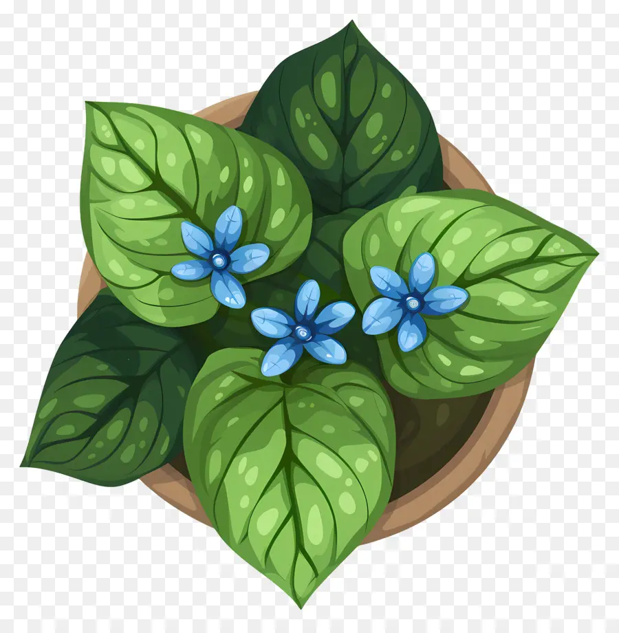 Vue De Dessus Des Plantes，Plante En Pot PNG