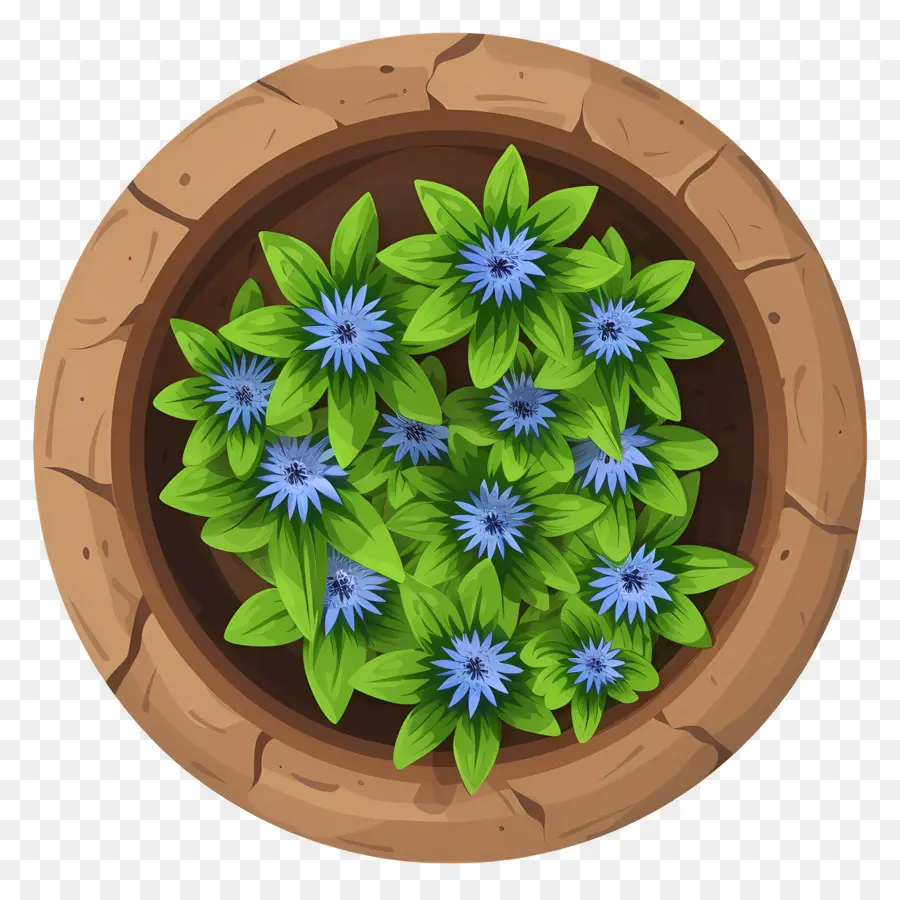 Vue De Dessus Des Plantes，Pot De Fleur PNG