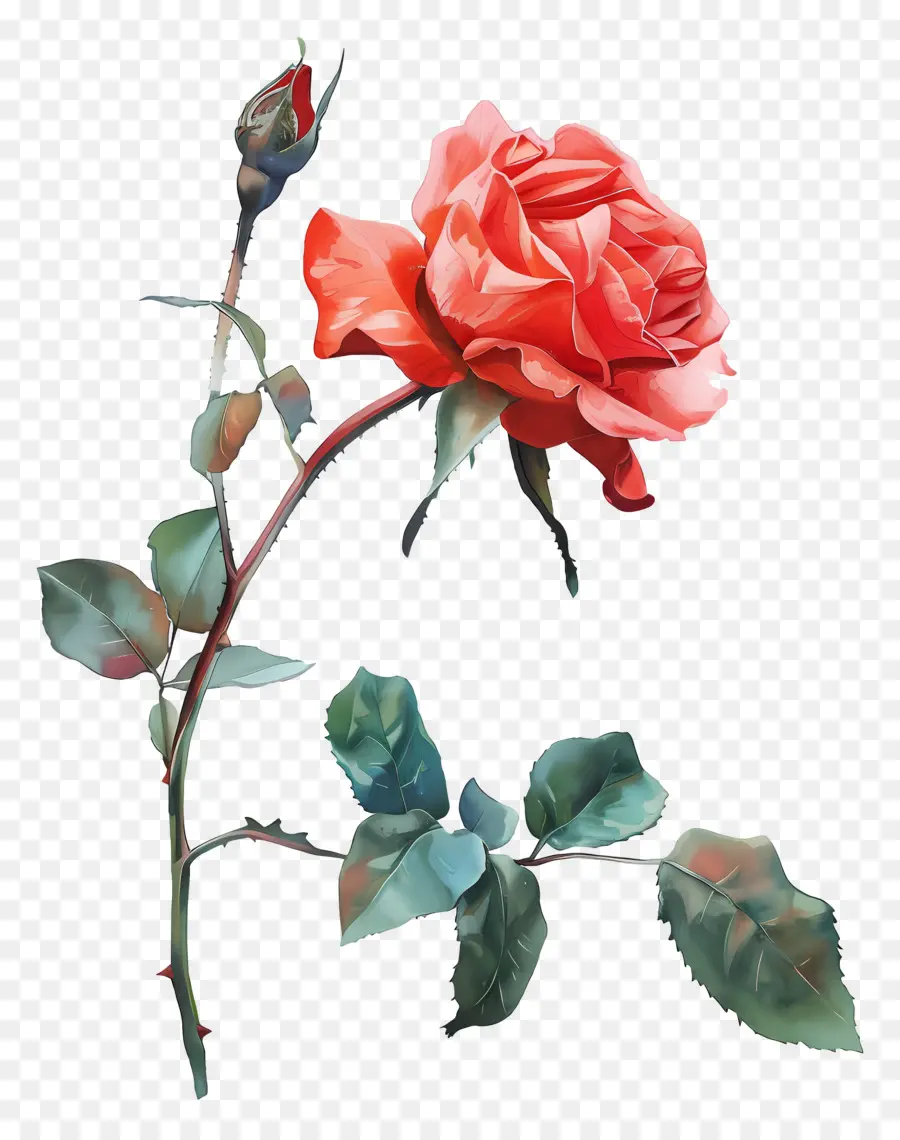 Aquarelle Rose，Rose Rouge PNG