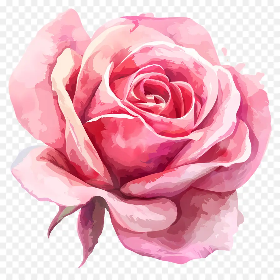 Aquarelle Rose，Rose Rose PNG