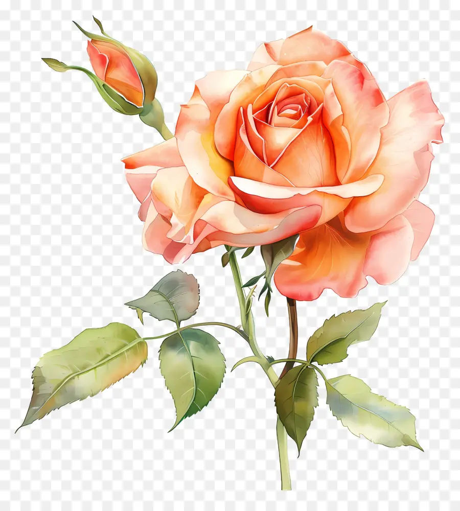 Aquarelle Rose，Bouquet De Roses Roses PNG