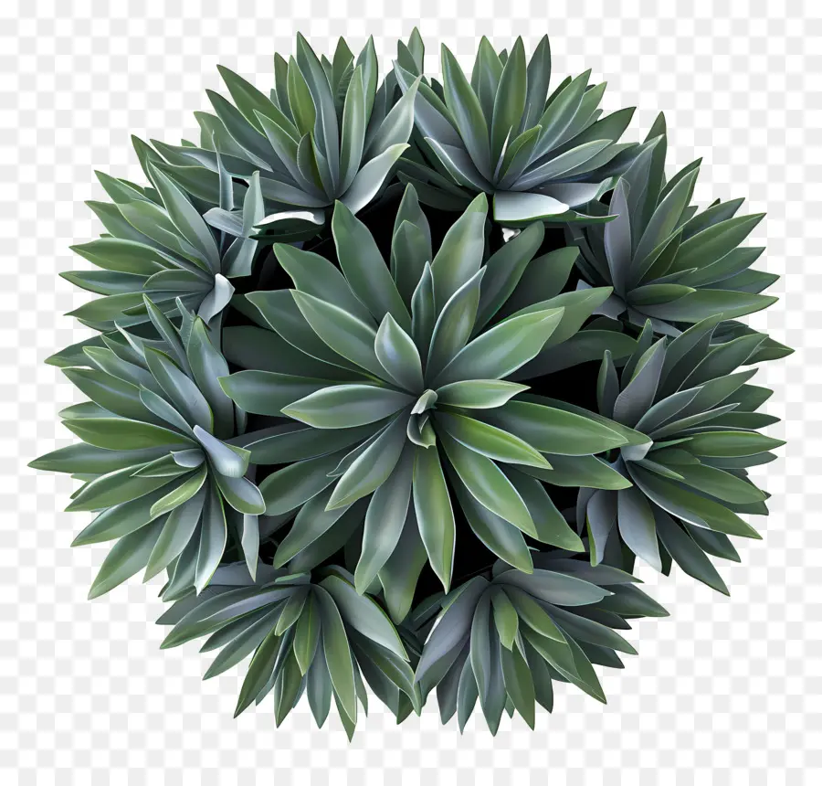 Vue De Dessus Des Arbustes，Agave Verte PNG