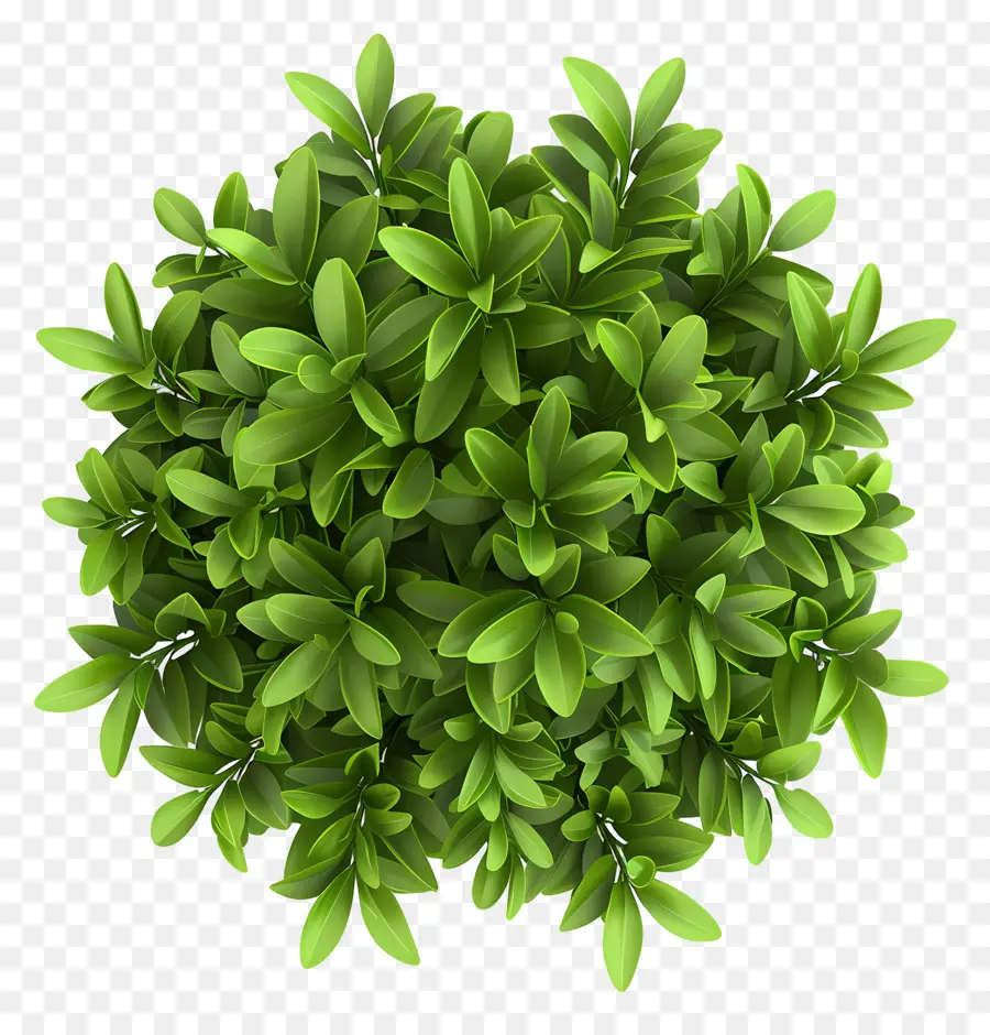 Vue De Dessus Des Arbustes，Plante Succulente PNG