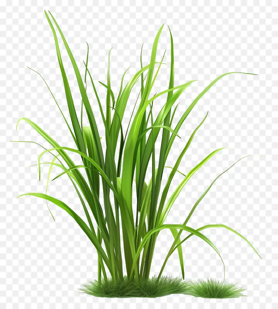 Plante D'herbe，Herbe Vert Vif PNG