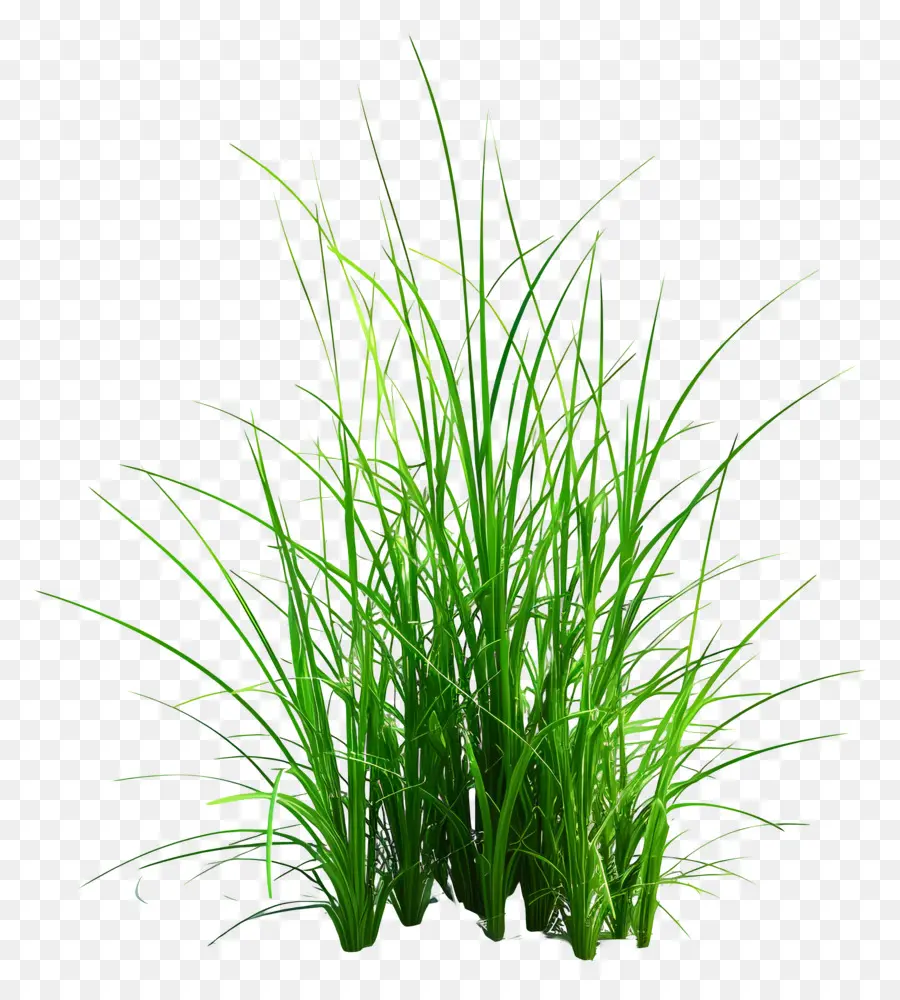 Plante D'herbe，Herbe Vert Vif PNG