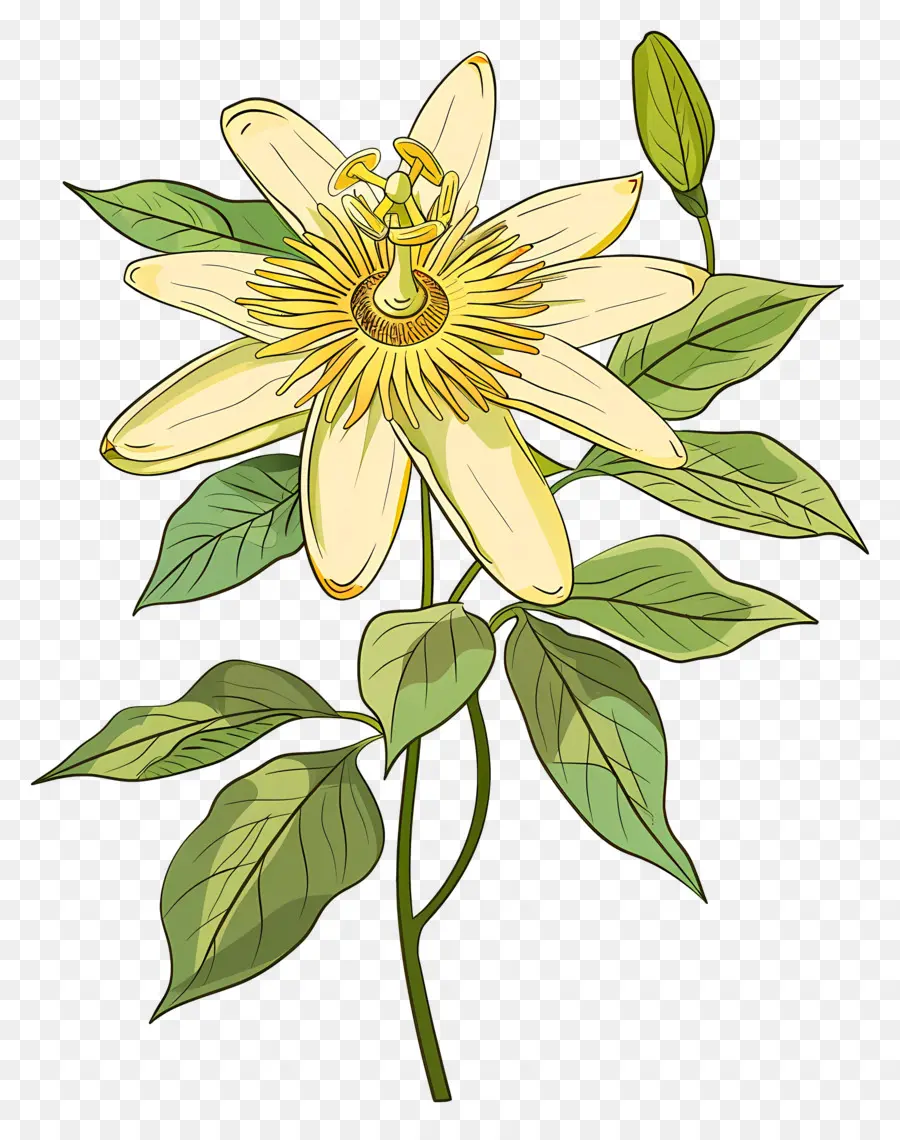 Fleur épanouie，Fleur Jaune PNG