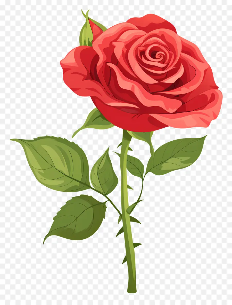 Rose Rouge，Rose Rose PNG