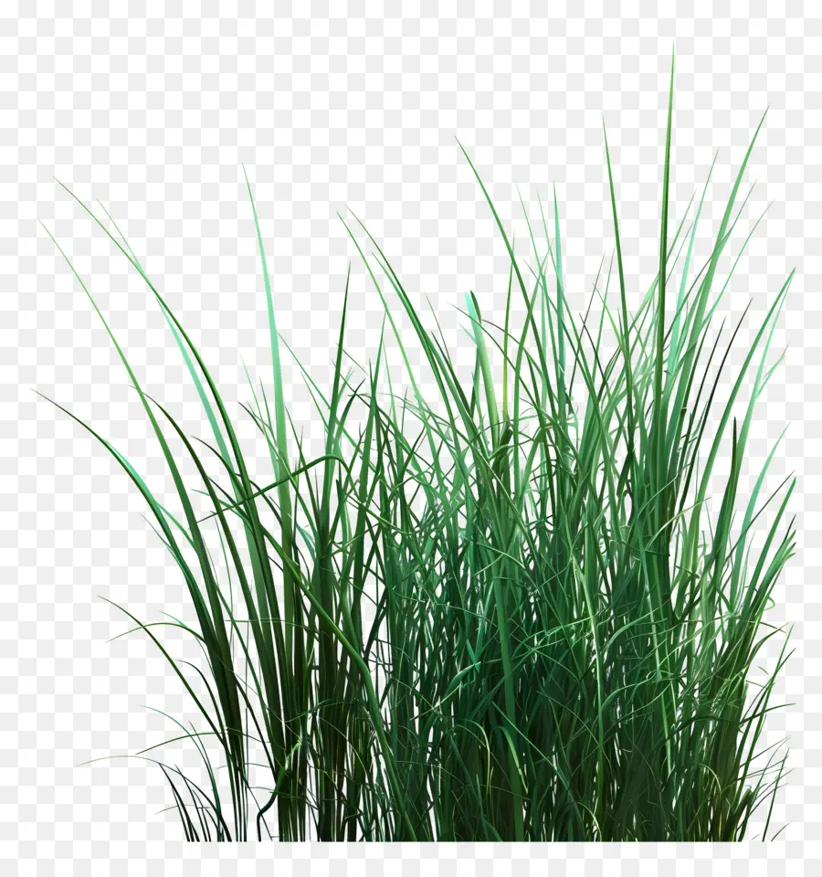 Plante D'herbe，Herbe Verte PNG