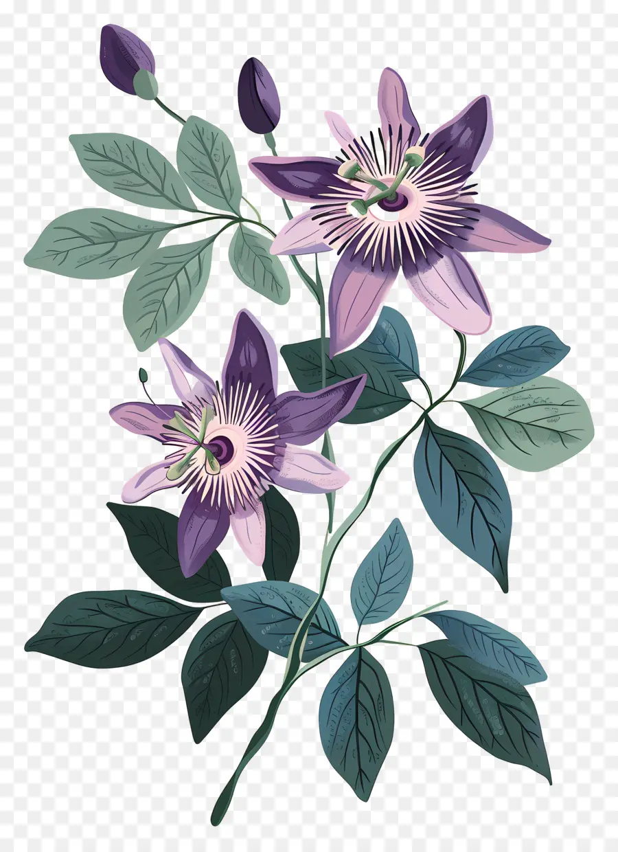 Fleur épanouie，Fleurs Violettes PNG