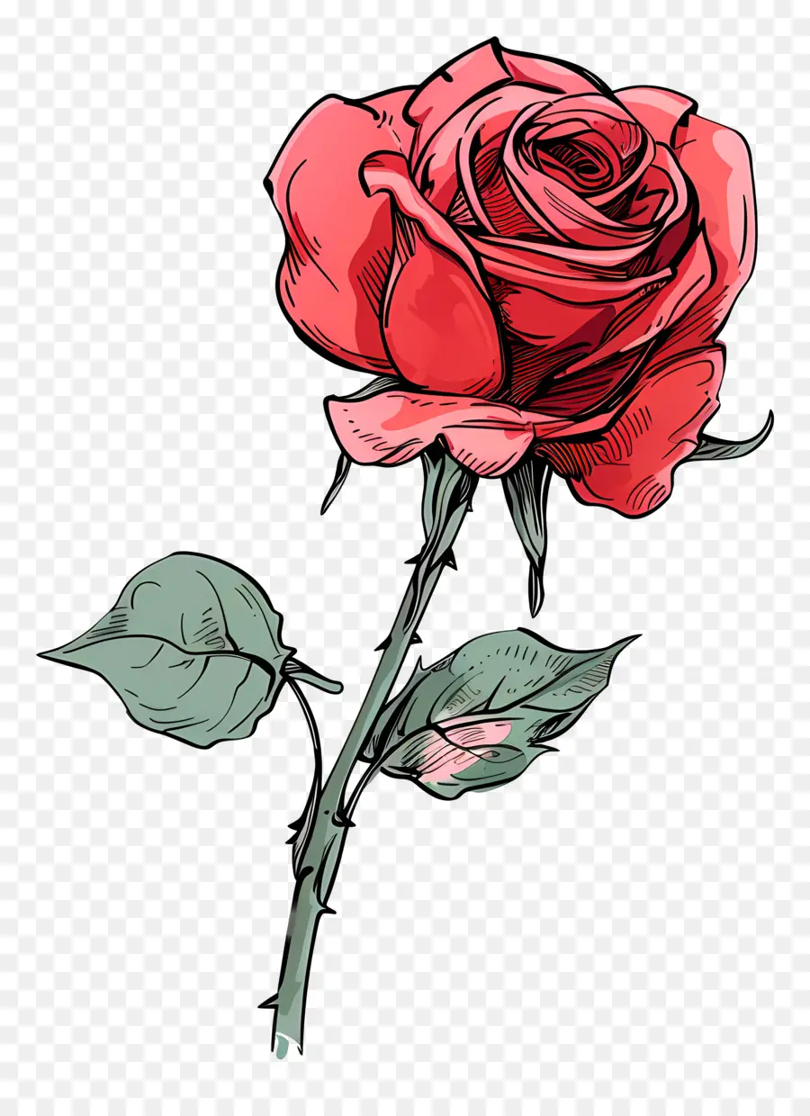 Rose Rouge，Tige PNG