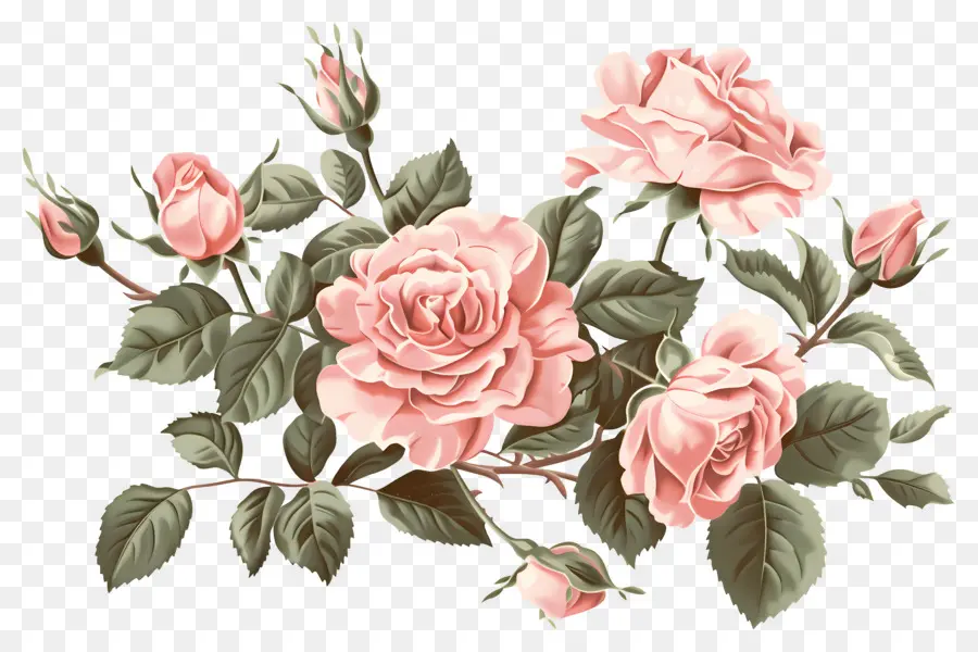 Roses Anciennes，Roses Oranges PNG