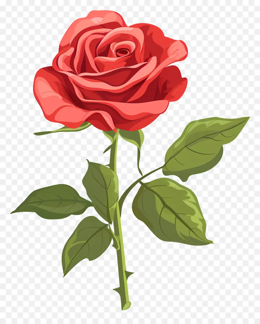 Rose Rouge，Romance PNG