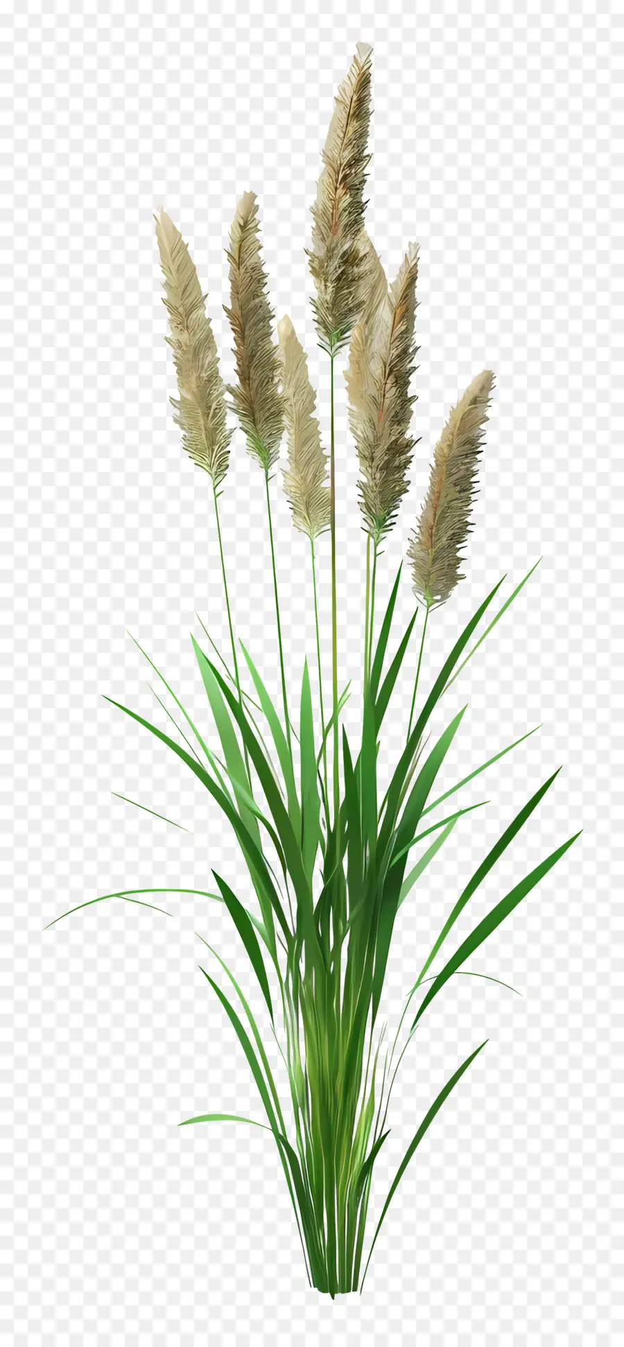 Plante D'herbe，Herbe Verte PNG