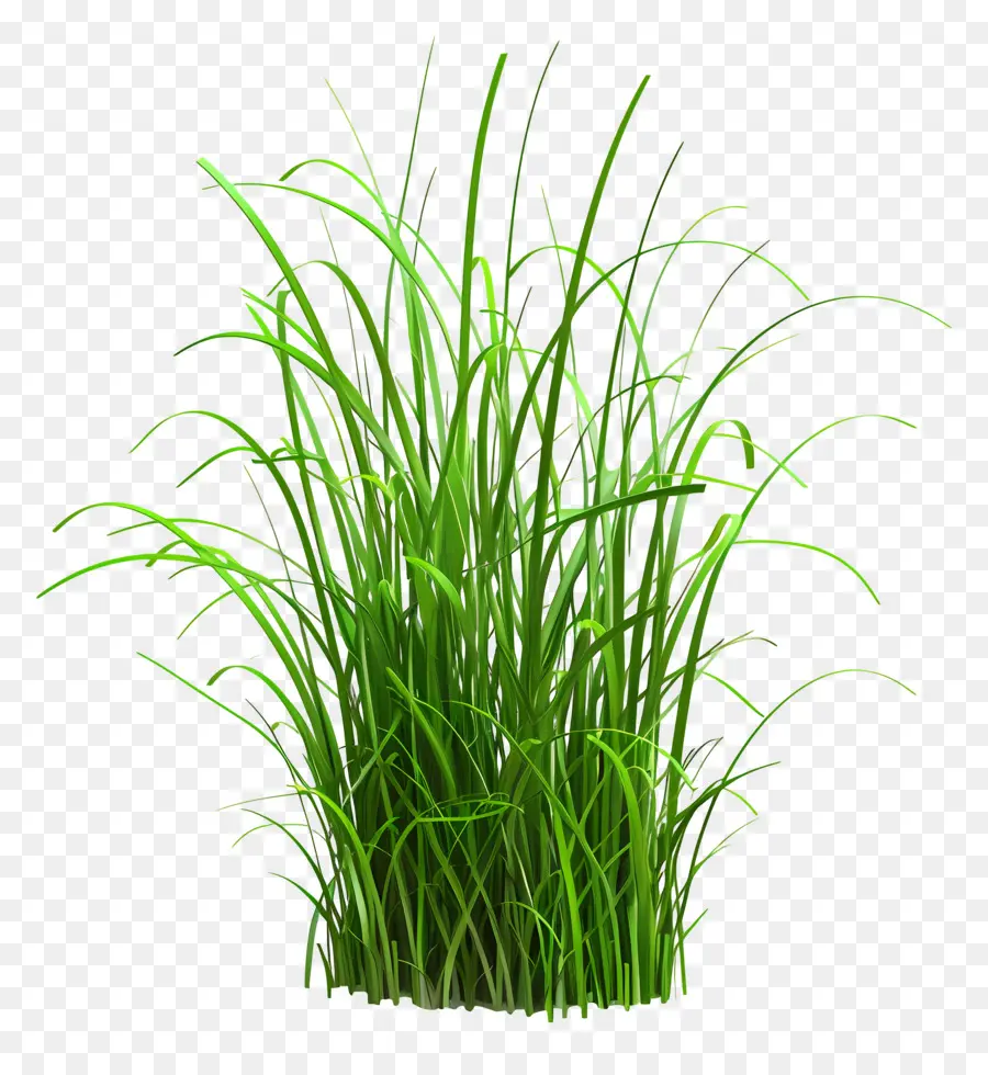 Plante D'herbe，Herbe Vert Vif PNG