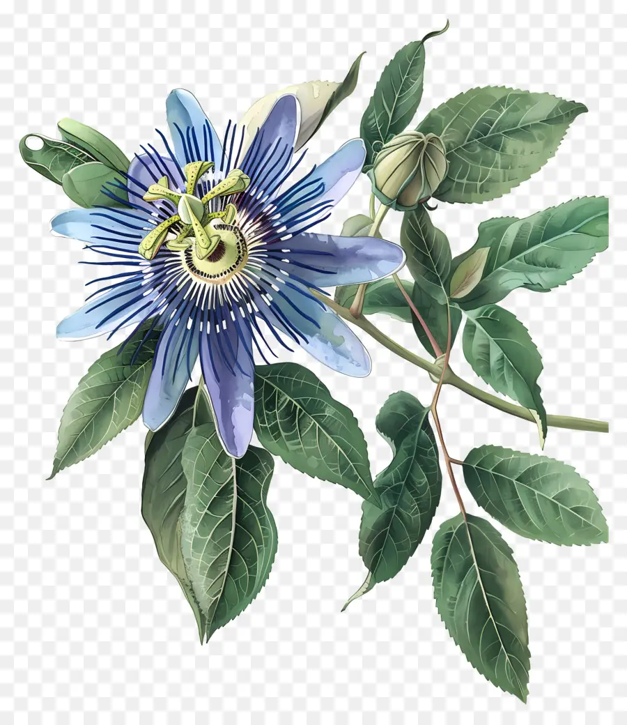 Fleur épanouie，Fleurs Bleues PNG