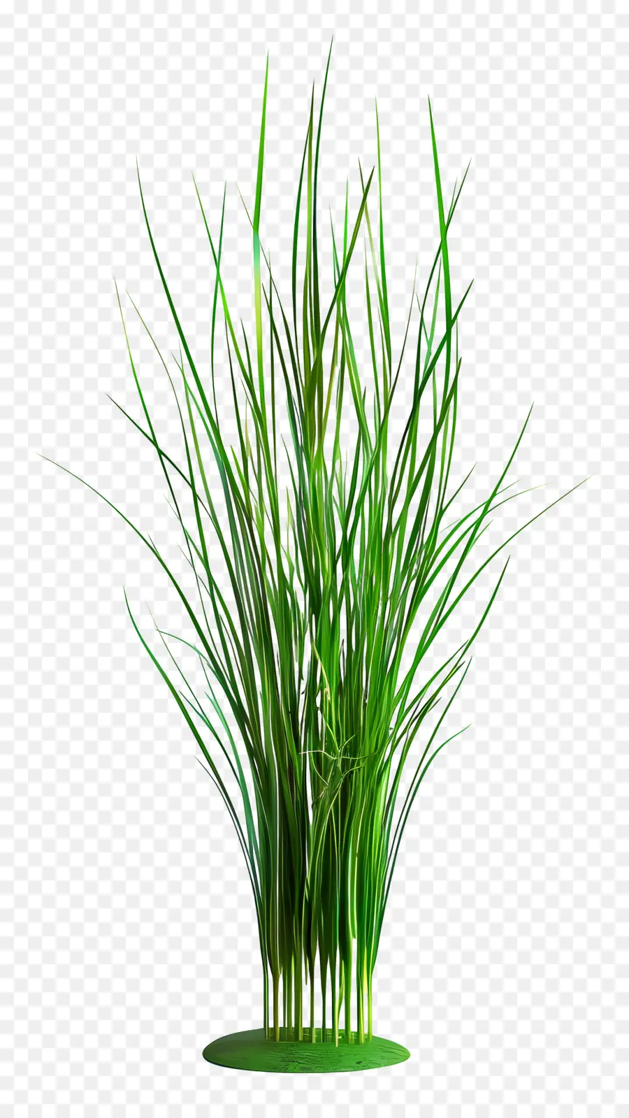 Plante D'herbe，Herbe Vert Vif PNG