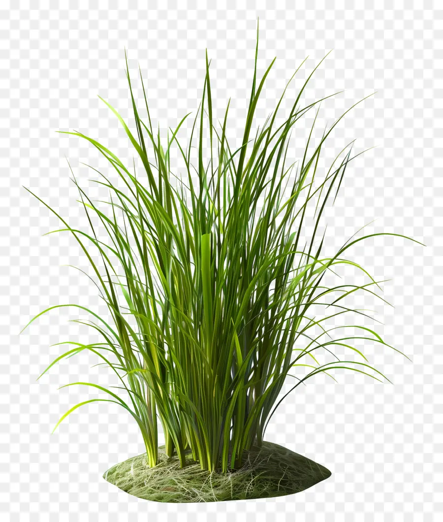 Plante D'herbe，Herbe Vert Vif PNG