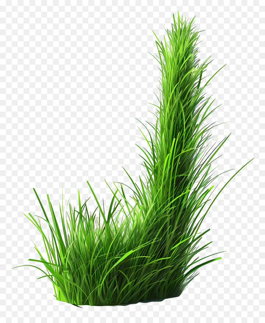 Plante D'herbe，Herbe Vert Vif PNG