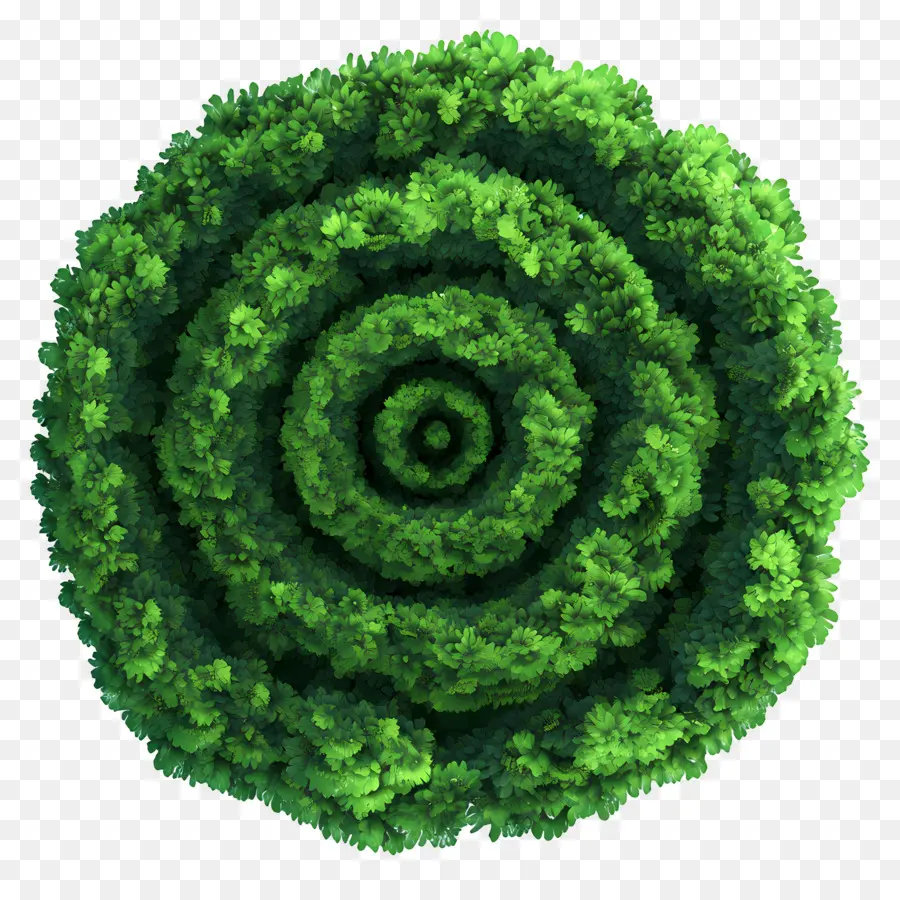 Plan D'arbre，Spirale Verte PNG