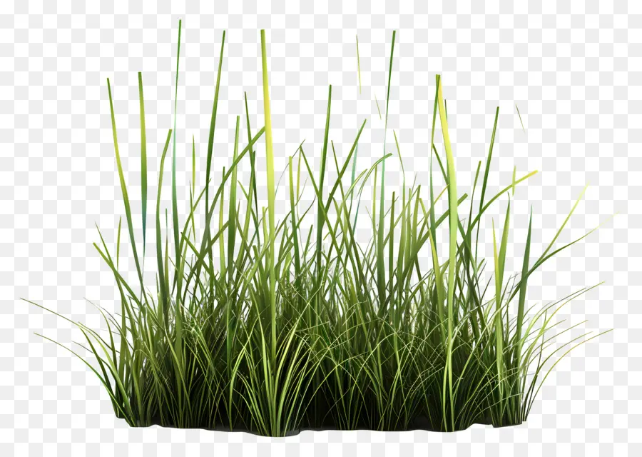 Plante D'herbe，Herbe Sauvage Avec Graines PNG