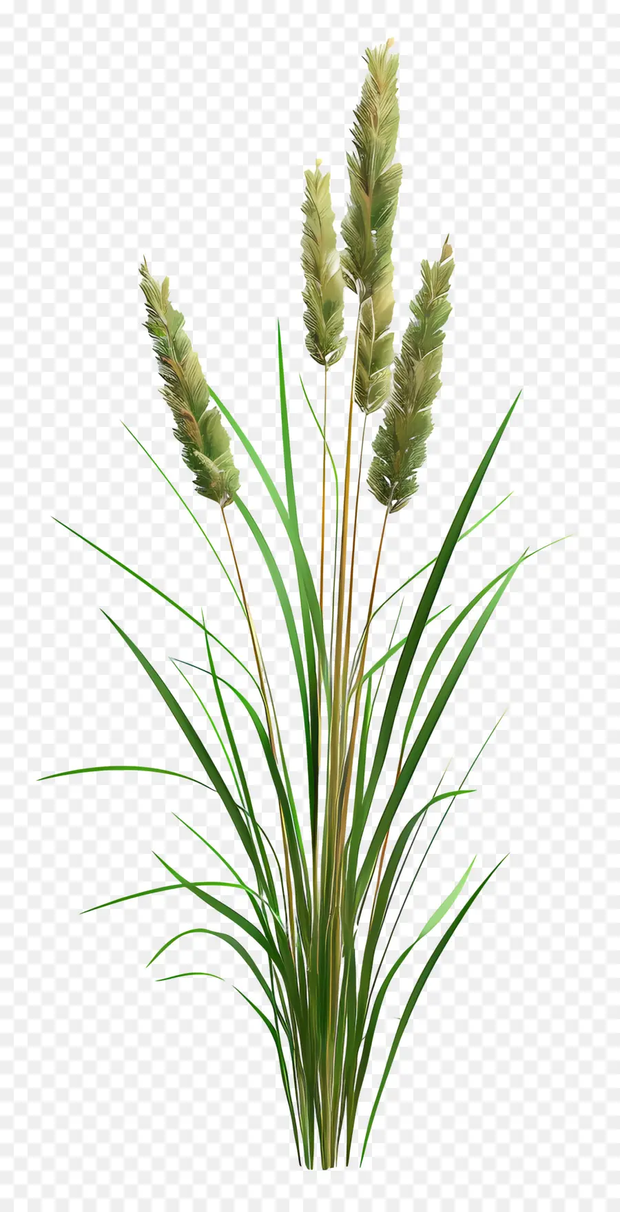 Plante D'herbe，Herbe Verte PNG