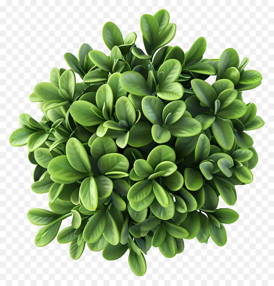 Vue De Dessus Des Arbustes，Plante Succulente PNG