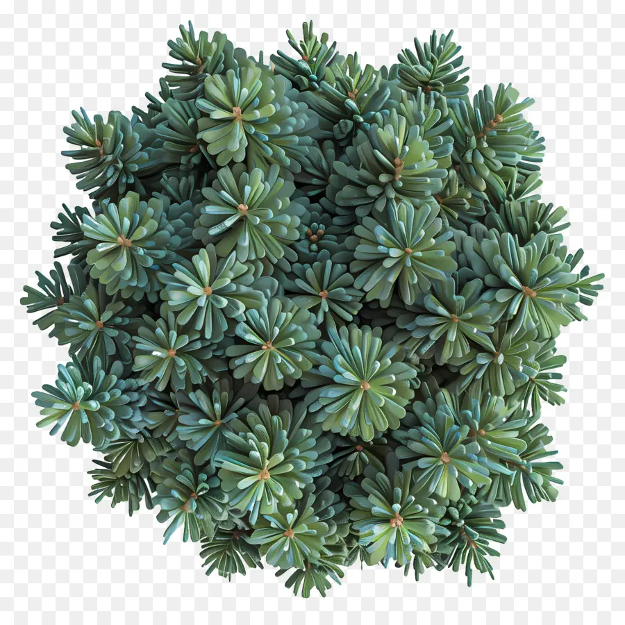 Vue De Dessus Des Arbustes，Plante Succulente Verte PNG