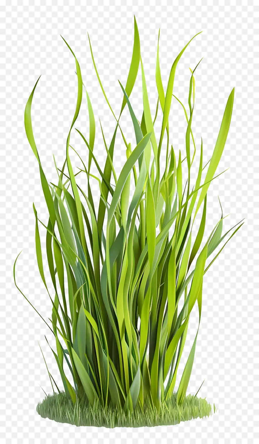 Plante D'herbe，Grande Plante Verte PNG